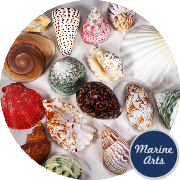 8831-79-P12 - Selected Shells - Bargain Box